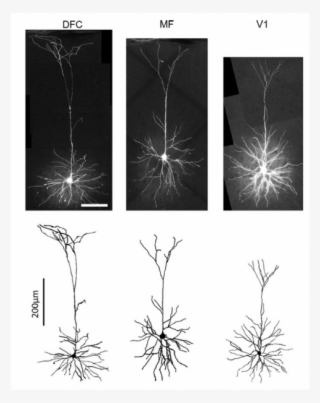 regional specialization of pyramidal neuron morphology - sketch