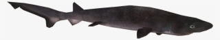Sharpnose Sevengill Shark - Squaliformes