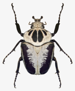 Black And White Beetle