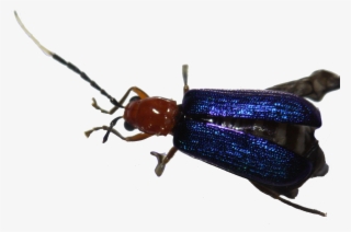 75 - Soldier Beetle