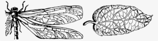 Reticulate - Line Art