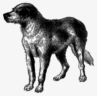 Vintage Dog Breed Boarhound Digital Download Animal - Estrela Mountain Dog