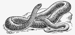 Anaconda Transparent Png - Black And White Snake Drawing