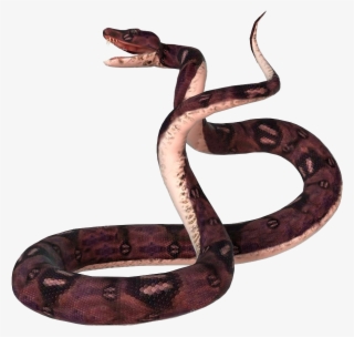 Free Png Anaconda No Png Images Transparent - Snakes
