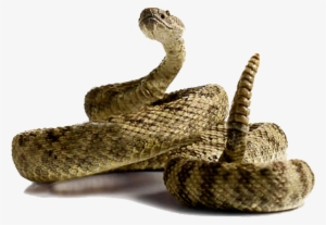 Download Rattlesnake Free Png Photo Images And Clipart - Rattlesnake Png