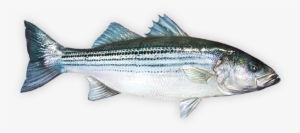 Striped Bass Bass Fishing Tips, Best Fishing, Fly Fishing - Fishing