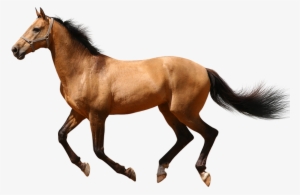 Running Horse No Background Transparent Png Image Web - Horse Running Transparent Background
