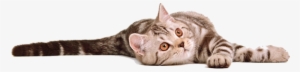 Cat By Eross On - Cat Photo Transparent Background Free
