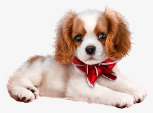 Puppy Images, King Charles Spaniel, - Puppy