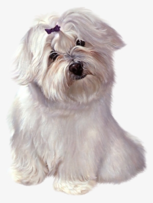 White Cute Puppy With Ribbon Clipart - Cute Gifs Of Clipart Puppies