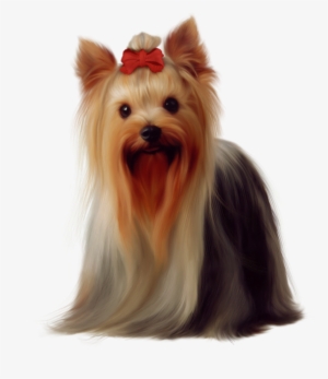 Chiens Dog Puppies Wallpapers Very Cute Pinterest - Yorkshire Terrier Png