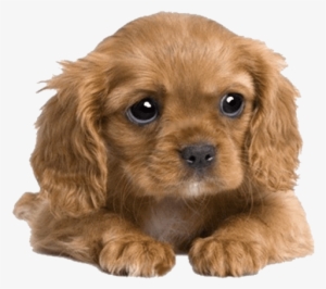 Free Png Cute Puppies Png Pics Png Images Transparent - King Charles Cavalier Cross Cocker Spaniel