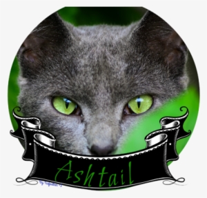 Green Eyes Grey Cat - Cat