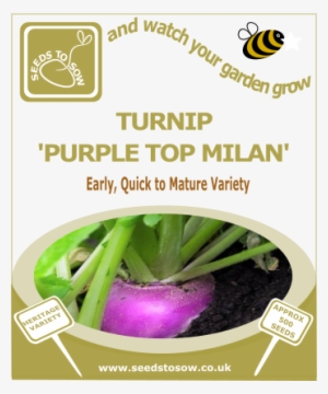 Turnip Purple Top Milan - Seed