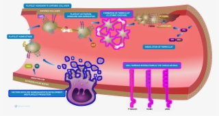 Figure - Platelet Homeostasis