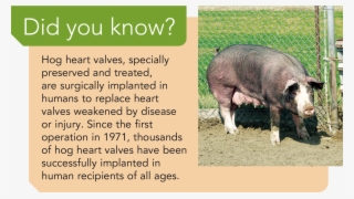 Everything But The Oink - Pig Heart Valves Replacement