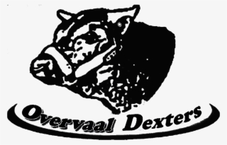 Overvaal Dexter Klub Veiling - Illustration