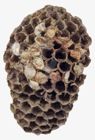 Nest Png By Bunny With Camera On - Wasp Nest Png