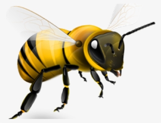 Transparent Background Honey Bee Png