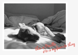 Neville About Page Image - Companion Dog