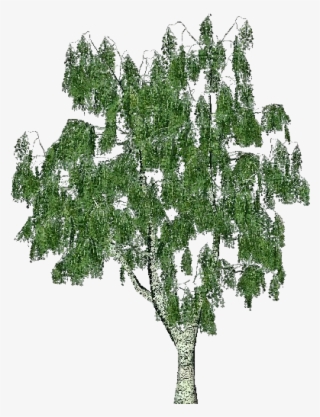 Eucalyptus Tree Png