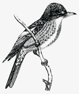 Free Clipart Of A Flycatcher Bird - Flycatcher Beak Line Art