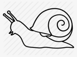 Slow Clipart Slug - Caracol Desenho