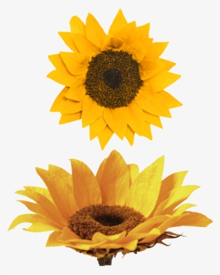Nido Girasol - Sunflower