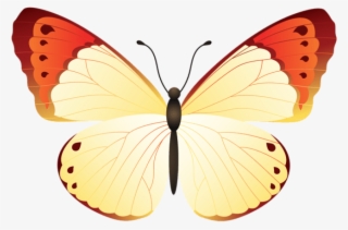 Free Png Download Butterfly Clipart Png Photo Png Images - Large Copper
