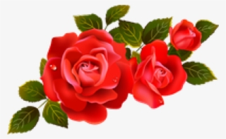 White Rose Clipart Guldasta - Red Roses Vector Png