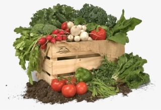 Order And Receive Each Week Your Organic Products Basket - Chard