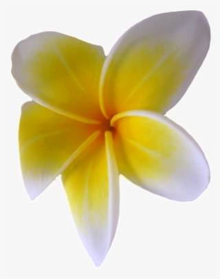 This Graphics Is Exempted Flower About No Buckle, Small - Frangipani