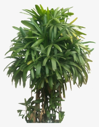Pin By Putichai Sam On Tree Cut Out/ Cambodian Plants - Bamboo Palm Indoor Small
