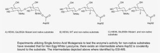 Lysozymeintermediates Copy - Aspartate And Glutamate Lysozyme
