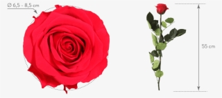Verdissimo Forever Rose Red - Rose