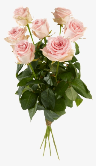 Single Pink Roses - Rose