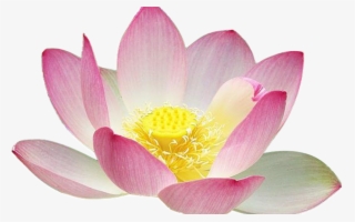 Clipart Flower Free Lotus Clipart Collection Free Simple - Lotus Flower
