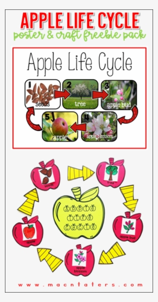 Apple Life Cycle Poster & Activity Free - Apple Life Cycles