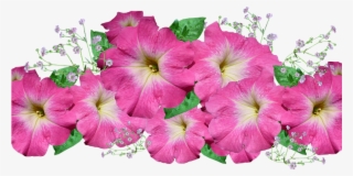Flower Bouquet Arrangement - Petunia