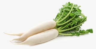 White Raddish - Radish Vegetables