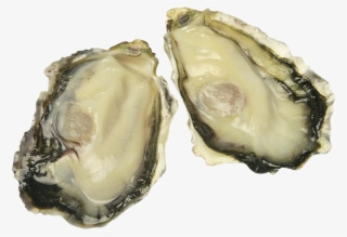 Special Grade Japanese Oyster Copy - Tiostrea Chilensis
