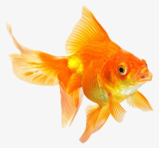 Write - Goldfish Animal