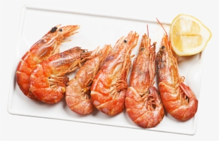 Shrimp
