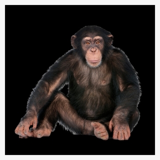 Png Images - Monkey - Transparent Background Monkey Png