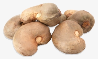 Our Flagship Product Is The Cashew Nut - Russet Burbank Potato
