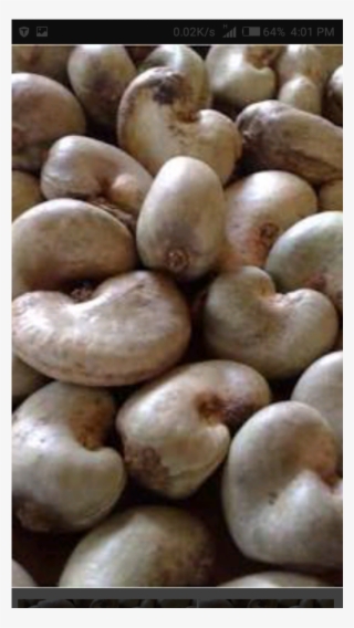 Cashew Nut With Shell