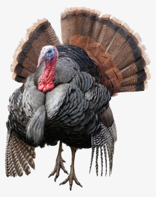 Wild Turkey Png Free Download