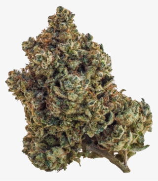 Walter White - Shortleaf Black Spruce