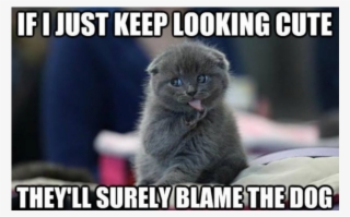 Funny Meme Animals - If I Keep Looking Cute They Will Surely Blame The Dog