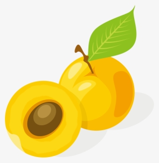 Apricot Drawing Fruit - Cartoon Apricot Png